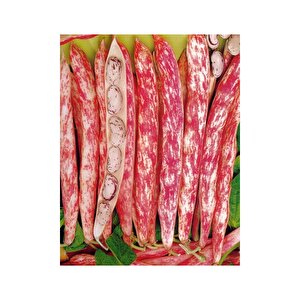 Yerli Ata Tohumu Sırık Barbunya 25 Gr (uzun Tohum)