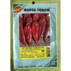 Bi̇ber Tohumu Bursa Yağlik (25 Gr Ort 3000 Adet Tohum)
