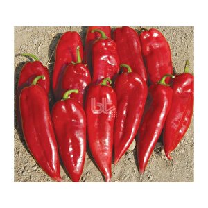 Bi̇ber Tohumu Bursa Yağlik (25 Gr Ort 3000 Adet Tohum)