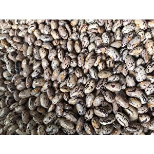 Yerli̇ Uzun Enli̇ Geççi̇ Turşuluk Sirik Fasulye Tohumu 500 Gr (alacali)