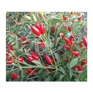 Bi̇ber Tohumu Burbi̇ye (süs Bi̇beri̇ Oval Aci) 25 Gr Ort 3000 Adet