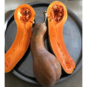 Yerli Ata Tohumu Ampul Bal Kabağı 5 Adet