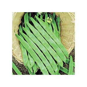 Yerli Ata Tohumu Sırık Uzun-enli Geç Turşuluk Fasulye 25 Gr (alacalı)