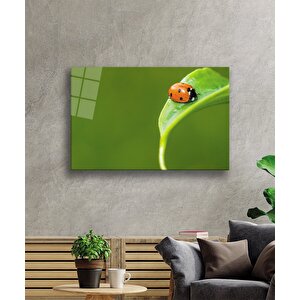 EOL 50x70 cm