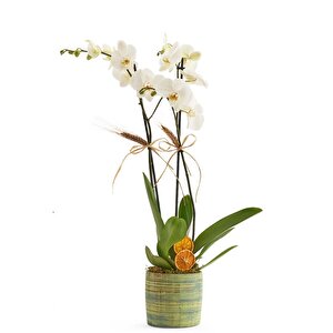 Premium 2 Dal Beyaz Orkide
