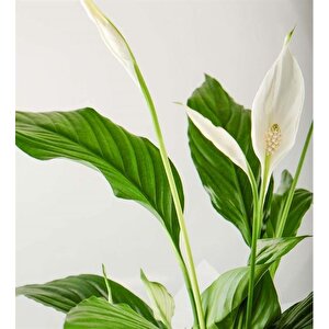 Barış Çiçeği Kar Beyazı 40-50 Cm Spatifilyum