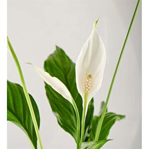 Barış Çiçeği Kar Beyazı 40-50 Cm Spatifilyum