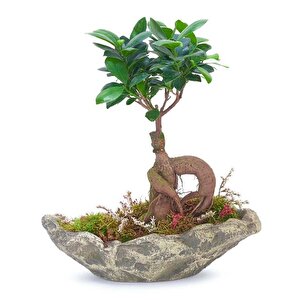 Ağaç Kabuğu Beton Saksıda Ficus Bonsai