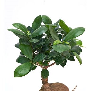 Ağaç Kabuğu Beton Saksıda Ficus Bonsai
