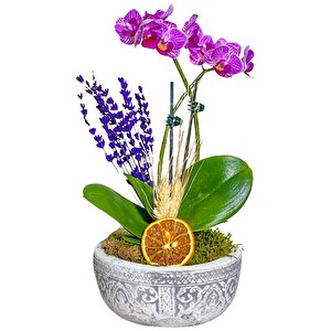 Elexus Çift Dal Mini Mor Orkide