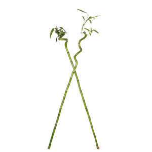Şans Bambusu 50-60cm