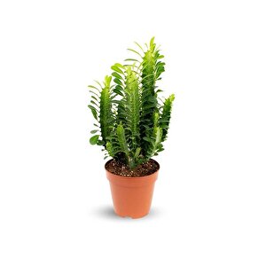 Euphorbia Trigona (Süt Ağacı)