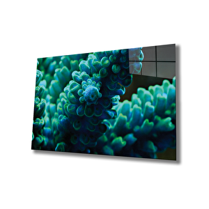 EOL 50x70 cm