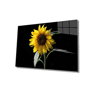 EOL 50x70 cm