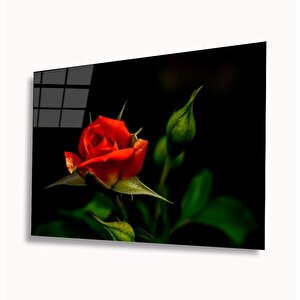 EOL 50x70 cm