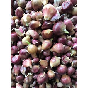Tek Di̇ş Mürdük Sarimsaği Tohumu (arpacik) 50 Gr Ort 150 Ad Tohum