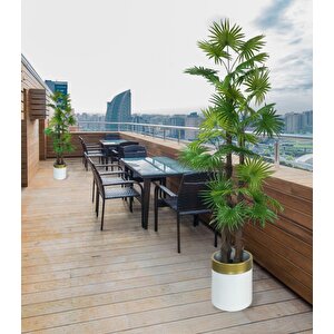 Yapay Ağaç Yelpaze Palmiye 4katlı Fanpalm 32 Yaprak Altın Kemerli Beyaz Saksıda 170*65cm