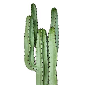 Yapay Çiçek Kaktüs Ağacı 4kollu 70*22cm 4026