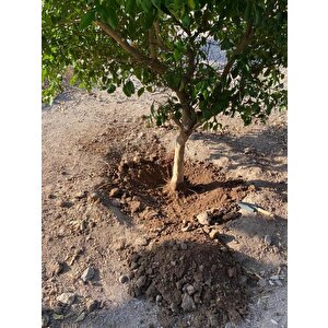 İsonem Soil Water Trap Toprak Altı Su Tutucu 5 Kg