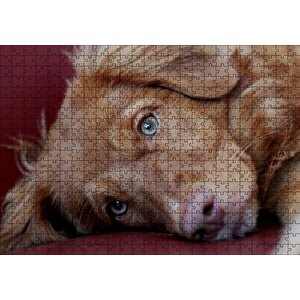 Sevimli Kahverengi Köpek Yakın Çekim Puzzle Yapboz Mdf Ahşap 500 Parça