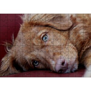 Sevimli Kahverengi Köpek Yakın Çekim Puzzle Yapboz Mdf Ahşap 120 Parça