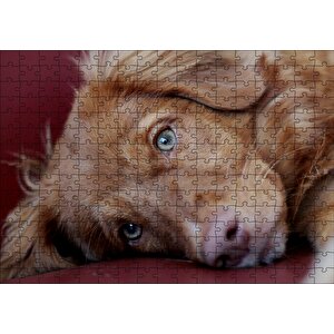 Sevimli Kahverengi Köpek Yakın Çekim Puzzle Yapboz Mdf Ahşap 255 Parça