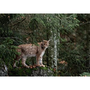 Ormanda Yosunlu Kayanın Üzerindeki Vaşak Puzzle Yapboz Mdf Ahşap 500 Parça