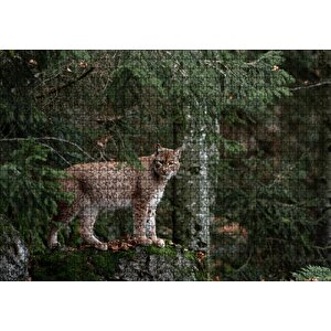 Ormanda Yosunlu Kayanın Üzerindeki Vaşak Puzzle Yapboz Mdf Ahşap 1000 Parça