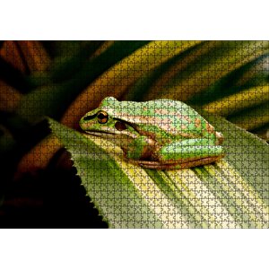 Yaprak Üzerinde Dinlenen Yeşil Kurbağa Puzzle Yapboz Mdf Ahşap 1000 Parça