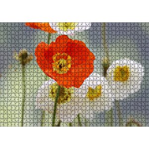 Kırmızı Ve Beyaz Gelincikler Yakın Çekim Puzzle Yapboz Mdf Ahşap 1000 Parça