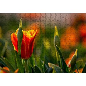 Kırmızı Laleler Ve Yeşil Yapraklar Güneş Işığı Puzzle Yapboz Mdf Ahşap 255 Parça