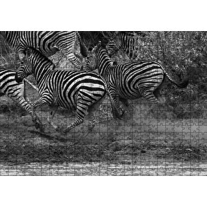 Su Kenarında Kaçan Zebralar Siyah Beyaz Puzzle Yapboz Mdf Ahşap 500 Parça