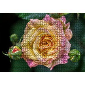 Pembe Sarı Gül Yakın Çekim Puzzle Yapboz Mdf Ahşap 1000 Parça