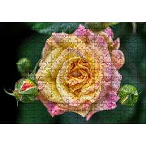 Pembe Sarı Gül Yakın Çekim Puzzle Yapboz Mdf Ahşap 255 Parça