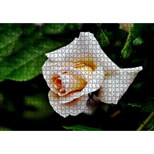Sarı Beyaz Gül Yakın Çekim Puzzle Yapboz Mdf Ahşap 1000 Parça