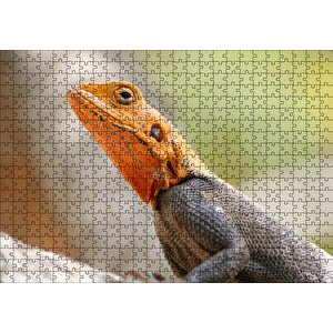 Turuncu Başlı Kertenkele Yakın Çekim Puzzle Yapboz Mdf Ahşap 500 Parça