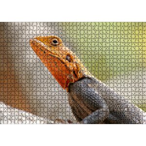 Turuncu Başlı Kertenkele Yakın Çekim Puzzle Yapboz Mdf Ahşap 1000 Parça