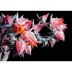 Kırmızı Bardak Çiçekleri Karanlık Arka Plan Puzzle Yapboz Mdf Ahşap 255 Parça