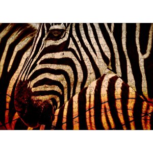 Günbatımında Zebra Desenleri Yakın Çekim Puzzle Yapboz Mdf Ahşap 255 Parça