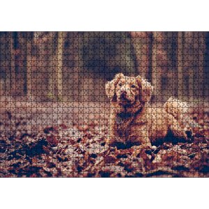 Cakapuzzle Sonbahar Yaprakları Üzerinde Oturan Kahverengi Köpek Puzzle Yapboz Mdf Ahşap