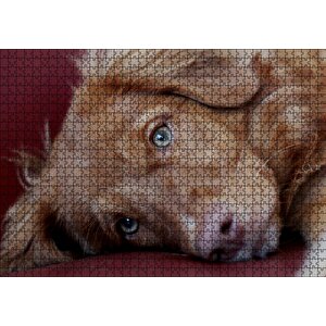 Sevimli Kahverengi Köpek Yakın Çekim Puzzle Yapboz Mdf Ahşap 1000 Parça
