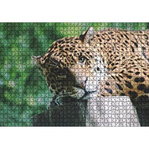 Kütüğün Üzerinde Dinlenen Leopar Yakın Çekim Puzzle Yapboz Mdf Ahşap 1000 Parça