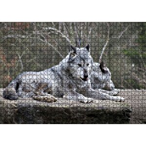 Kayalık Üzerinde Dinlenen Gri Kurt Çifti Puzzle Yapboz Mdf Ahşap 1000 Parça