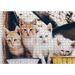 Eski Pencerede Sarı Ve Beyaz Yavru Kediler Puzzle Yapboz Mdf Ahşap 500 Parça