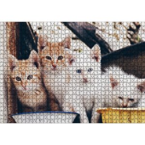 Eski Pencerede Sarı Ve Beyaz Yavru Kediler Puzzle Yapboz Mdf Ahşap 1000 Parça