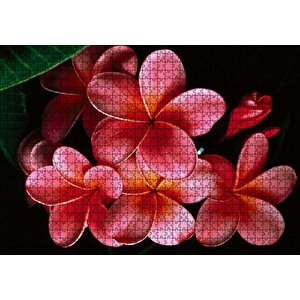 Büyük Kırmızı Yapraklı Plumeria Çiçeği Puzzle Yapboz Mdf Ahşap 1000 Parça