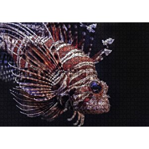 Aslan Balığı Yakın Çekim Karanlık Arka Plan Puzzle Yapboz Mdf Ahşap 1000 Parça