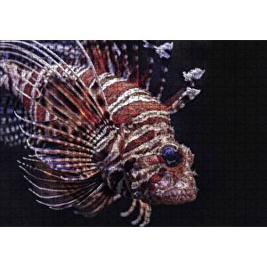 Aslan Balığı Yakın Çekim Karanlık Arka Plan Puzzle Yapboz Mdf Ahşap 500 Parça