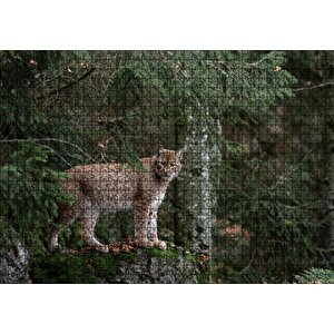 Ormanda Yosunlu Kayanın Üzerindeki Vaşak Puzzle Yapboz Mdf Ahşap 1000 Parça