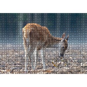 Yavru Geyik Ve Yerde Kuru Yapraklar Puzzle Yapboz Mdf Ahşap 1000 Parça